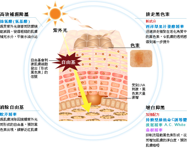  高效補濕降溫．消除自由基．排走黑色素．增白抑黑